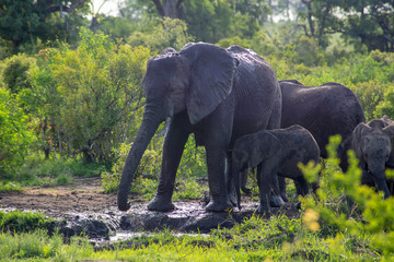 Elephant with baby in Kruger Park Africa