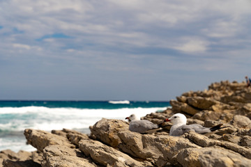 Fototapeta na wymiar Seagull sitting on rocks at coast