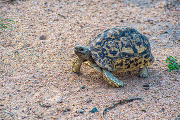 Turtle