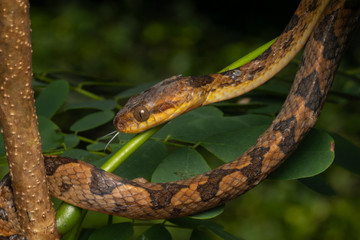 Naklejka na ściany i meble Northern Cat-eyed Snake (Leptodeira septentrionalis) with parasites (ticks)