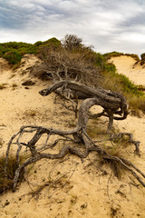 Old fallen tree in dune