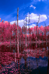 Forest in Infrared