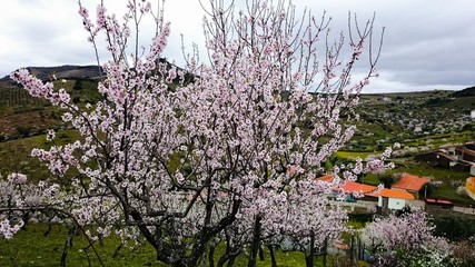 Almond Blossom in Northern Portugal