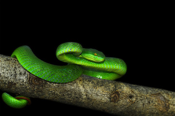 green viper snake on black background, venomous and poisonous snake	