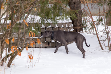 Very tall and muscular male blue great Dane with uncropped ears and white chest markings walking in fresh snow in garden sniffing its surroundings