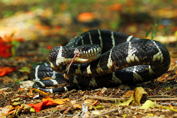 Mangrove snakes defend themselves and prepare to attack, cat snake, boiga dendrophila