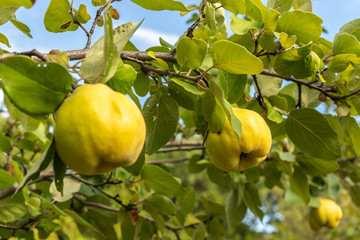 Quince on a branch with foliage in the garden
