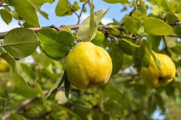 Quince on a branch with foliage in the garden