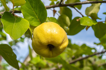 Quince on a branch with foliage in the garden