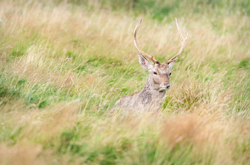 Bukhara deer, Highland Wildlife Park, Scotland