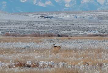 Buck Whitetail Deer in a Snow Covered Idaho Winter Landscape