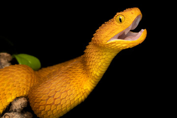 Colorful Bush Viper (Atheris squamigera) - Orange