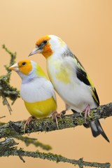 canario mosaico jilguero mayor diamantes de gould