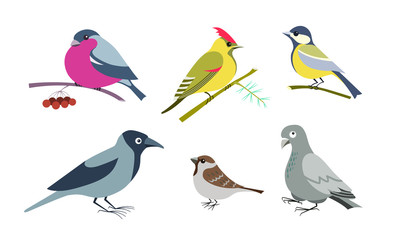 Set of six urban wintering birds in cartoon style on an isolated white background - crow, dove, sparrow, titmouse, waxwing and bullfinch.