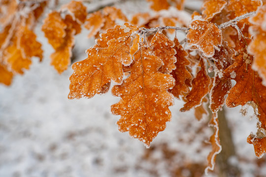 Winter forest and nature atmosphere. Seasonal garden. Cold weather and beautiful nature in winter. Branch with oak leaves. Amazing orange oak tree leaves covered by frost close up photo.