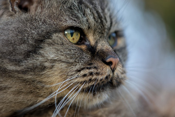 Naklejka na ściany i meble Close-up of a cat, outdoors feline portrait
