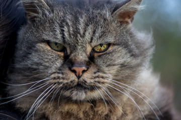 Close-up of a cat, outdoors feline portrait