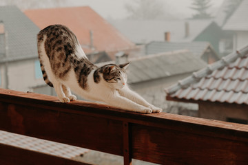 Big domestic cat gracefully stretching on high fence, standing on balcony with some roofs visible...