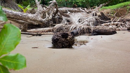 Wooden logs on the beach