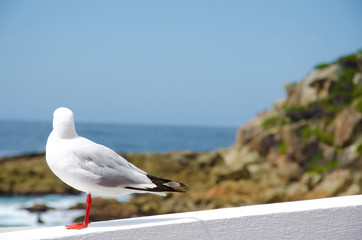 Seagull standing on handrail at the beach
