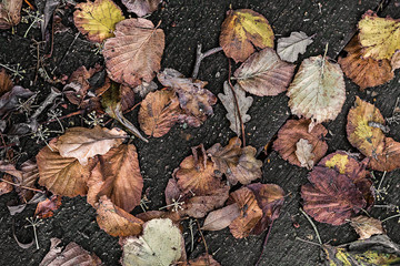 Yellow and gold autumn leaves on the ground.