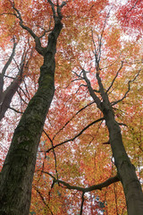 Fototapeta premium Large beech trees with a viewpoint from below, up along the trunk, to the vast foliage in autumn shades with a skeleton of branches.