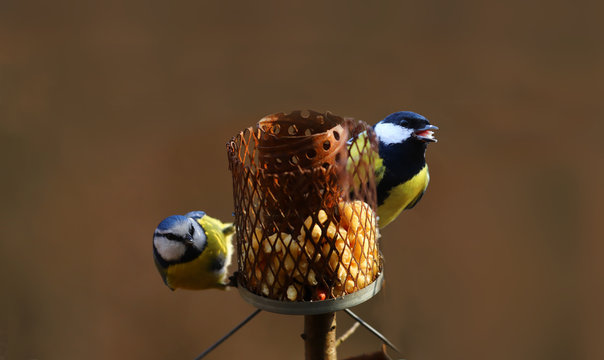 Big tit and blue tit sat on the same feeder from different sides and ate...