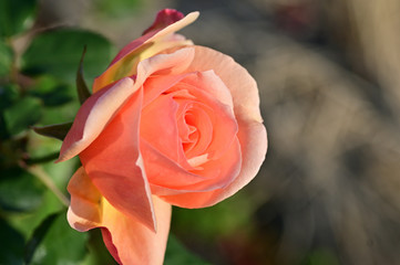 Look! Flowers are blooming. They are beautiful!