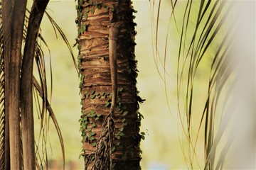 A beautiful background showing a trunk of coconut tree with a creeper growing on it