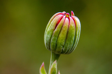 Geschlossene Blüte