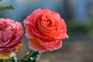 Look! Flowers are blooming. They are beautiful!