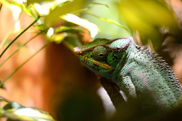 Chamäleon