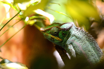 Chamäleon