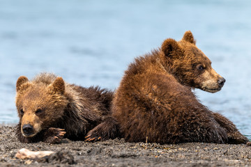 Ruling the landscape, brown bears of Kamchatka (Ursus arctos beringianus)