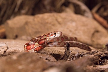 The corn snake is laying on the stone, dry grass and dry leaves round.