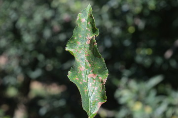 Top of apple leaf contaminated with Glomerella