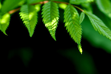 young green tree leaves, spring background