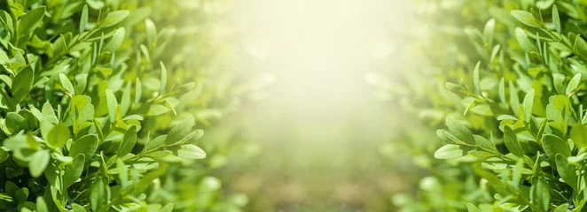 Poster de jardin Couleur pistache buissons de buis naturels, lumière du soleil parmi les buissons, panorama de fond de printemps