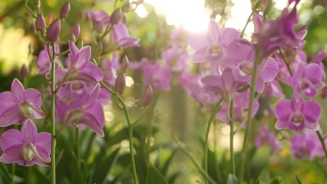 Beautiful lilac purple and magenta orchids growing on blurred background of green park. Close up macro tropical petals in spring garden among sunny rays. Exotic delicate floral blossom, copy space