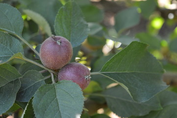 Red apple fruits in early development