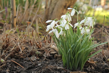 a group of white snowdrops in the garden in winter