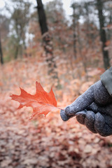 Autumn leaf in a gloved hand in the middle of an autumn forest.