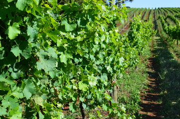 Fototapeta na wymiar Grape vineyard cv. Chardonnay in southern Brazil