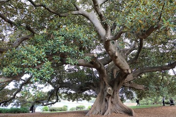 Ficus macrophylla in Royal Botanic Gardens in Sydney, Australia