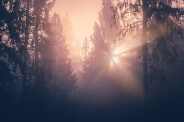 Stunning light rays from rising sun through foggy spruce forest trees on a mountain hill.