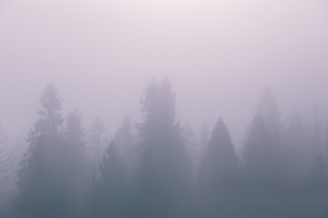 Fototapeta na wymiar Fog over spruce forest trees at early morning. Mountain hill forest at autumn foggy sunrise.