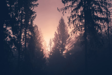 Morning in a forest. Sunlight Shining Through a Forest on a Foggy Morning. Light rays streaming through the fog illuminates the fir and spruce trees on a mountain hill.