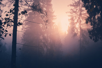 Sunlight Shining Through a Forest on a Foggy Morning. Light rays streaming through the fog illuminates the fir and spruce trees on a mountain hill.