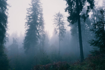 Morning in a foggy autumn spruce forest.