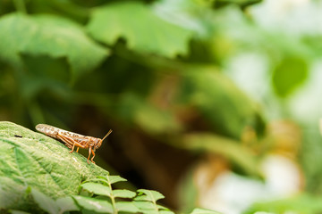 Desert Locust (Schistocerca gregaria) on green leaf